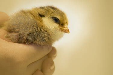 ameraucana chicken lifespan|Life Expectancy of Ameraucana Chicks .